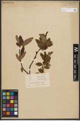 Foto von Salix phylicifolia L.